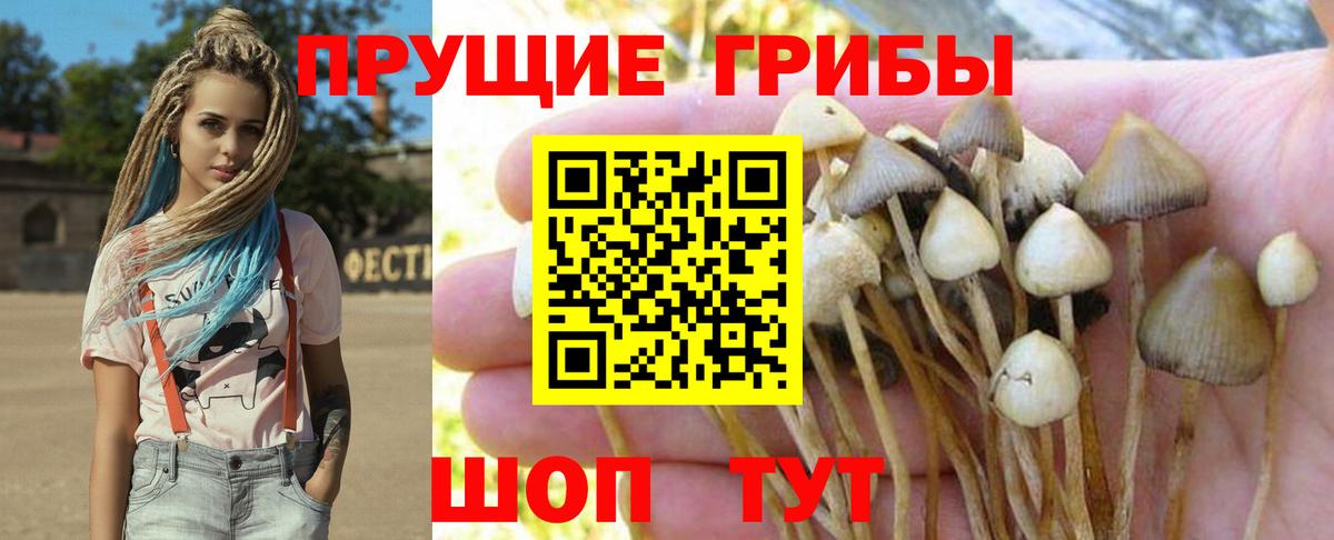 Галлюциногенные грибы Psilocybine cubensis Воркута